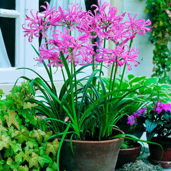 Buy Nerine bowdenii Plant Online - Green plants & flowering plants Buy Nerine bowdenii Plant Online - Green plants & flowering plants