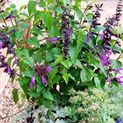Salvia Plant Amistad