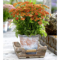 Achillea Plant Milly Rock Red