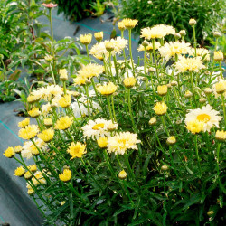 Leucanthemum Goldfinch Plants