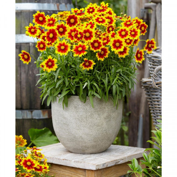 Buy Coreopsis Plant Uptick Gold and Bronze Online - Green plants & flowering plants
