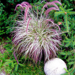 Pennisetum Plants Cherry Sparkler