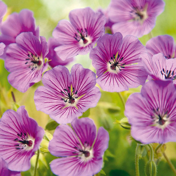 Buy Geranium Plant Pink Penny Online - Green plants & flowering plants
