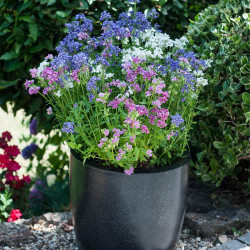 Nemesia Plant Poetry