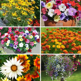 Summer Plant Lucky Dip