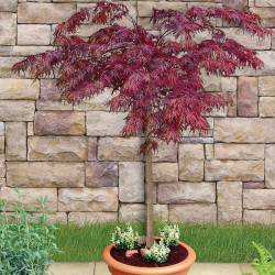 Acer Palmatum Garnet