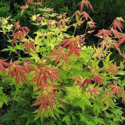 Acer Palmatum Orange Beauty