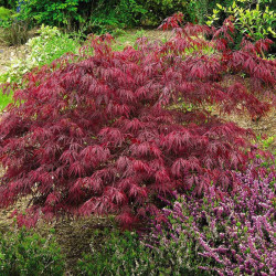 Acer Palmatum Dissectum