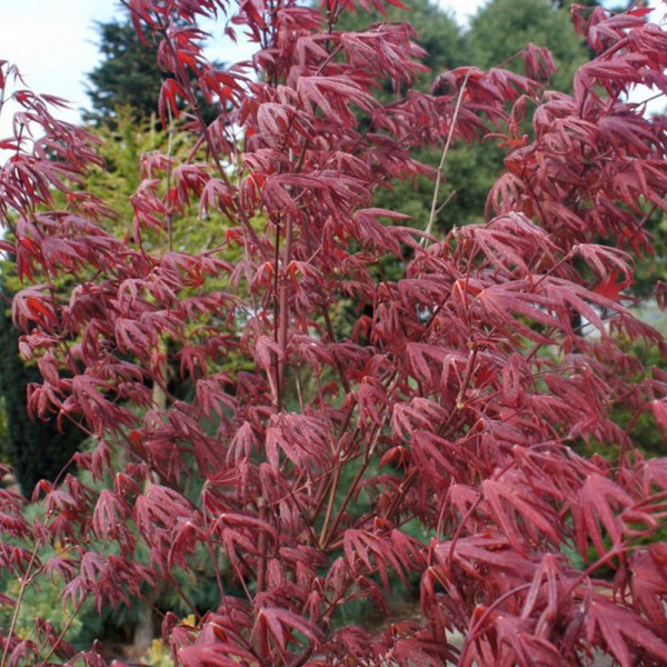 Buy Acer Starfish Online - Green plants & flowering plants