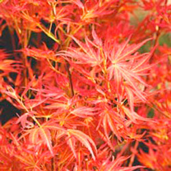 Acer Palmatum Plant Wilsons Pink Dwarf