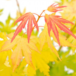 Acer Palmatum Plant Orange Dream