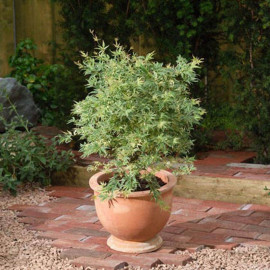 Acer Palmatum Plant Butterfly