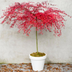 Acer Palmatum Plant Emerald Lace