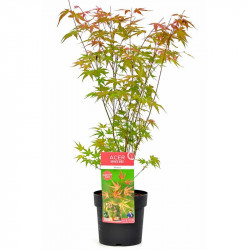 Acer Palmatum Plant Phoenix 40/50