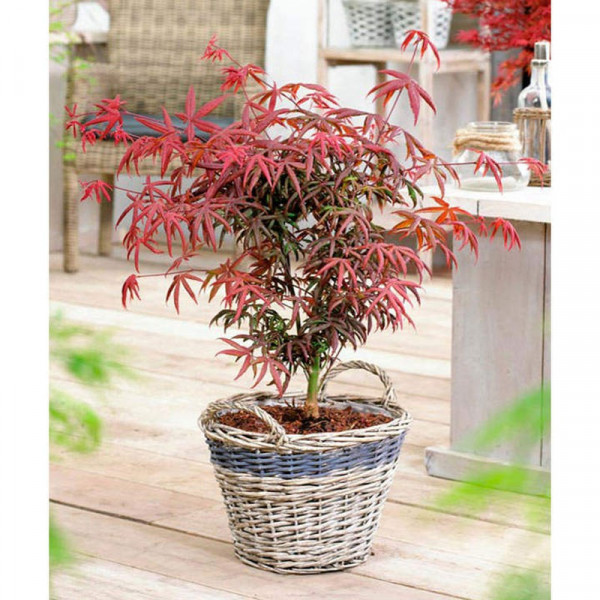 Buy Acer palmatum Plant Starfish® Online - Green plants & flowering plants Buy Acer palmatum Plant Starfish® Online - Green plants & flowering plants