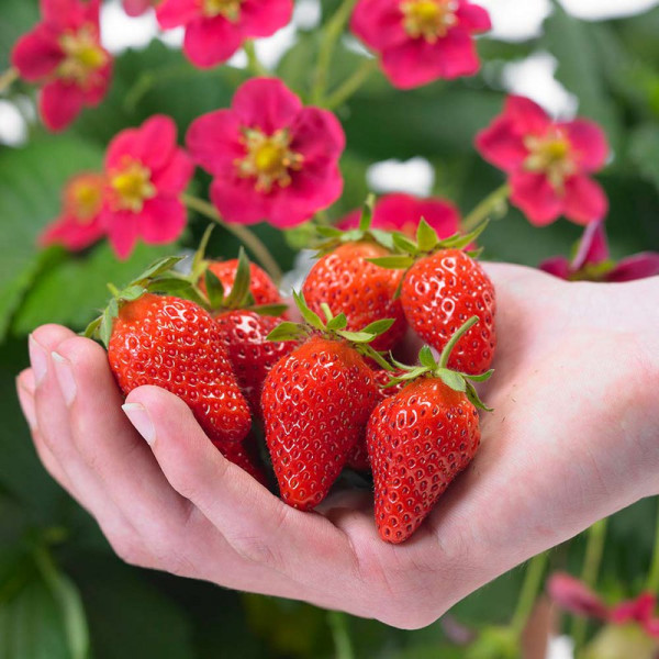 Buy Strawberry Plants Our Selection Online - Green plants & flowering plants