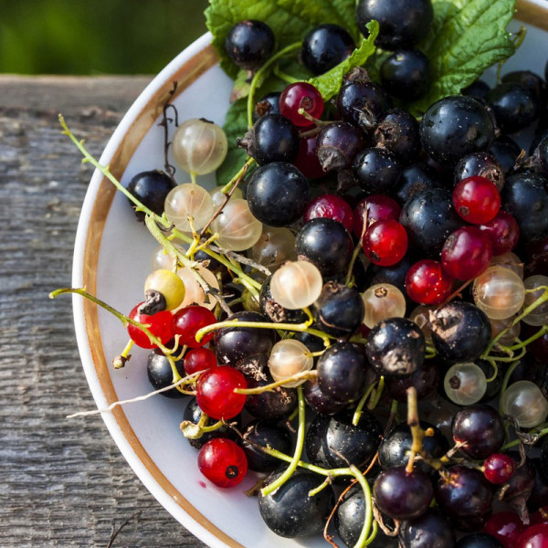 Buy Blackcurrant Plant Ben Alder Online - Green plants & flowering plants Buy Blackcurrant Plant Ben Alder Online - Green plants & flowering plants
