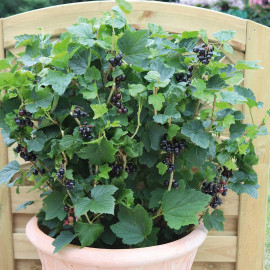 Blackcurrant Plant Summer Pearls Patio Black