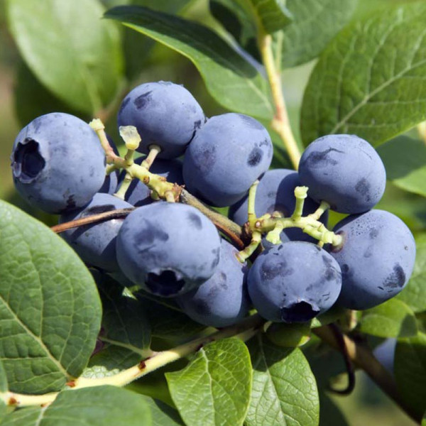 Buy Fruit Blueberry Bluecrop Online - Green plants & flowering plants