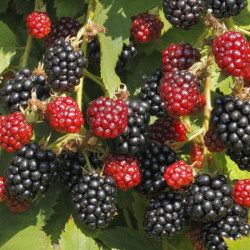 Blackberry (rubus) Black Satin