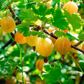Gooseberry (ribes Uva Crispa) Hinnomaki Yellow