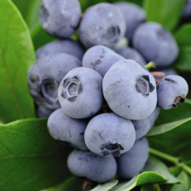 Blueberry (vaccinium) Chandler