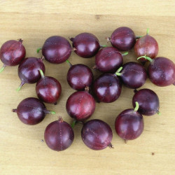 Gooseberry (ribes Uva Crispa) Captivator