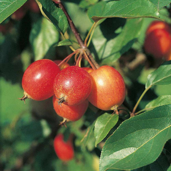 Buy Apple Crab Tree John Downie Online - Green plants & flowering plants