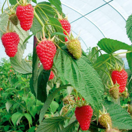 Raspberry Plants Autumn Treasure