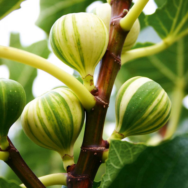 Buy Fig Plant Panachee Online - Green plants & flowering plants