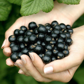 Blackcurrant Plant Ebony