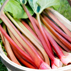 Rhubarb Crowns Tasters Collection
