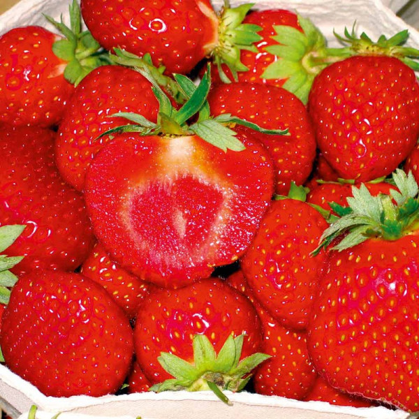 Buy Strawberry Plants Malwina Online - Green plants & flowering plants Buy Strawberry Plants Malwina Online - Green plants & flowering plants