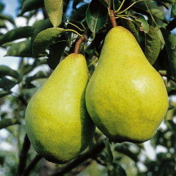Pear Tree Williams Bon Chretien