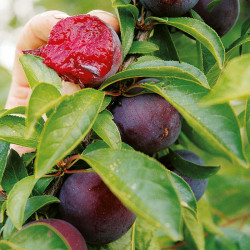 Plum Tree Beauty