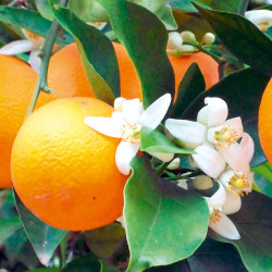 Citrus Plant Orange