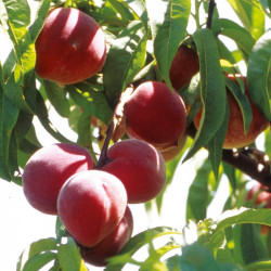 Peach Tree Avalon Pride