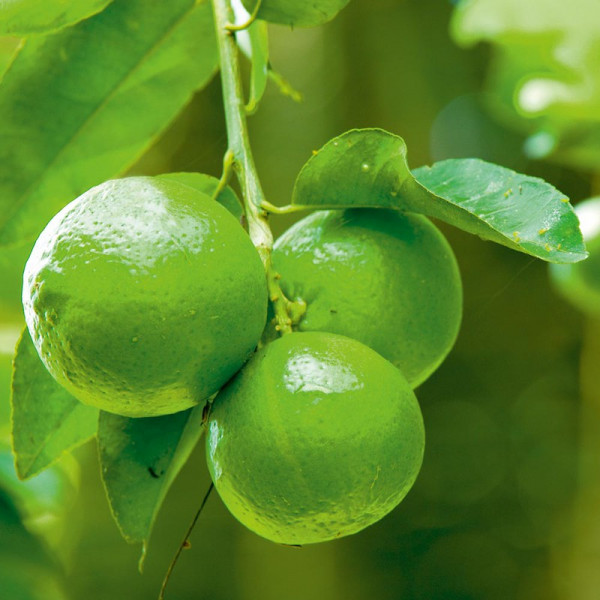 Buy Citrus Plant Lime Online - Green plants & flowering plants