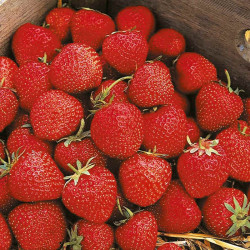 Strawberry Plants Cambridge Favourite