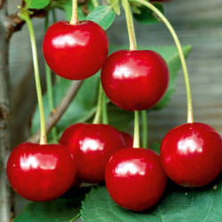 Cherry Tree Crown Morello