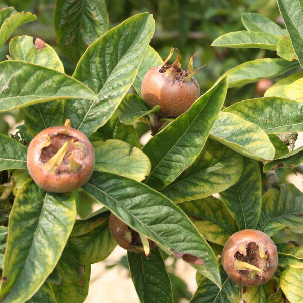 Buy Medlar Dwarf Fruit Tree Online - Green plants & flowering plants Buy Medlar Dwarf Fruit Tree Online - Green plants & flowering plants