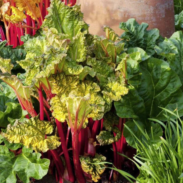 Buy Rhubarb Crowns Victoria Online - Green plants & flowering plants Buy Rhubarb Crowns Victoria Online - Green plants & flowering plants
