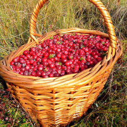 Cranberry Plant Stevens
