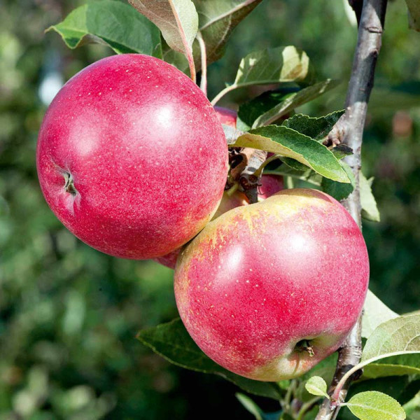 Buy Apple Tree Worcester Pearmain Online - Green plants & flowering plants Buy Apple Tree Worcester Pearmain Online - Green plants & flowering plants
