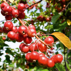 Apple Crab Tree Gorgeous
