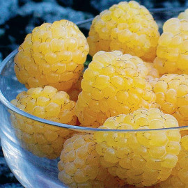Raspberry Plants All Gold