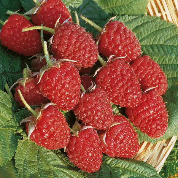Buy Raspberry Plants Glen Ample Online - Green plants & flowering plants Buy Raspberry Plants Glen Ample Online - Green plants & flowering plants