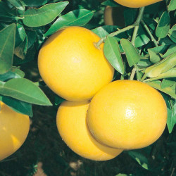 Citrus Plant Grapefruit