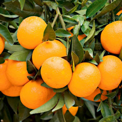 Citrus Plant Mandarin