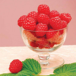 Raspberry Plants Octavia